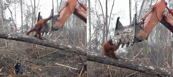 Orangutan fighting a digger