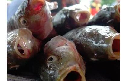 Fish at market in Japan